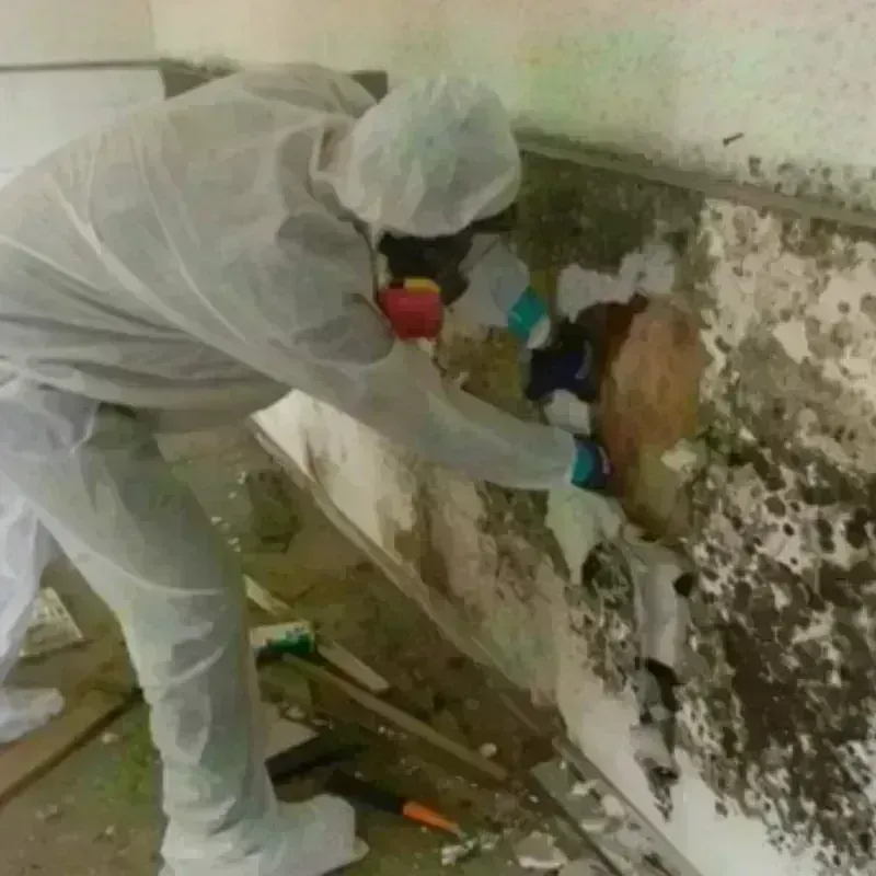 Mold Remediation and Removal in Camarillo, CA